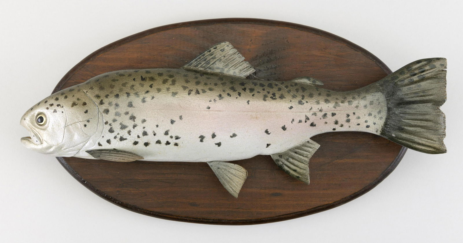 FRANK ADAMO RAINBOW TROUT Pocasset, Massachusetts, (1 of 2)