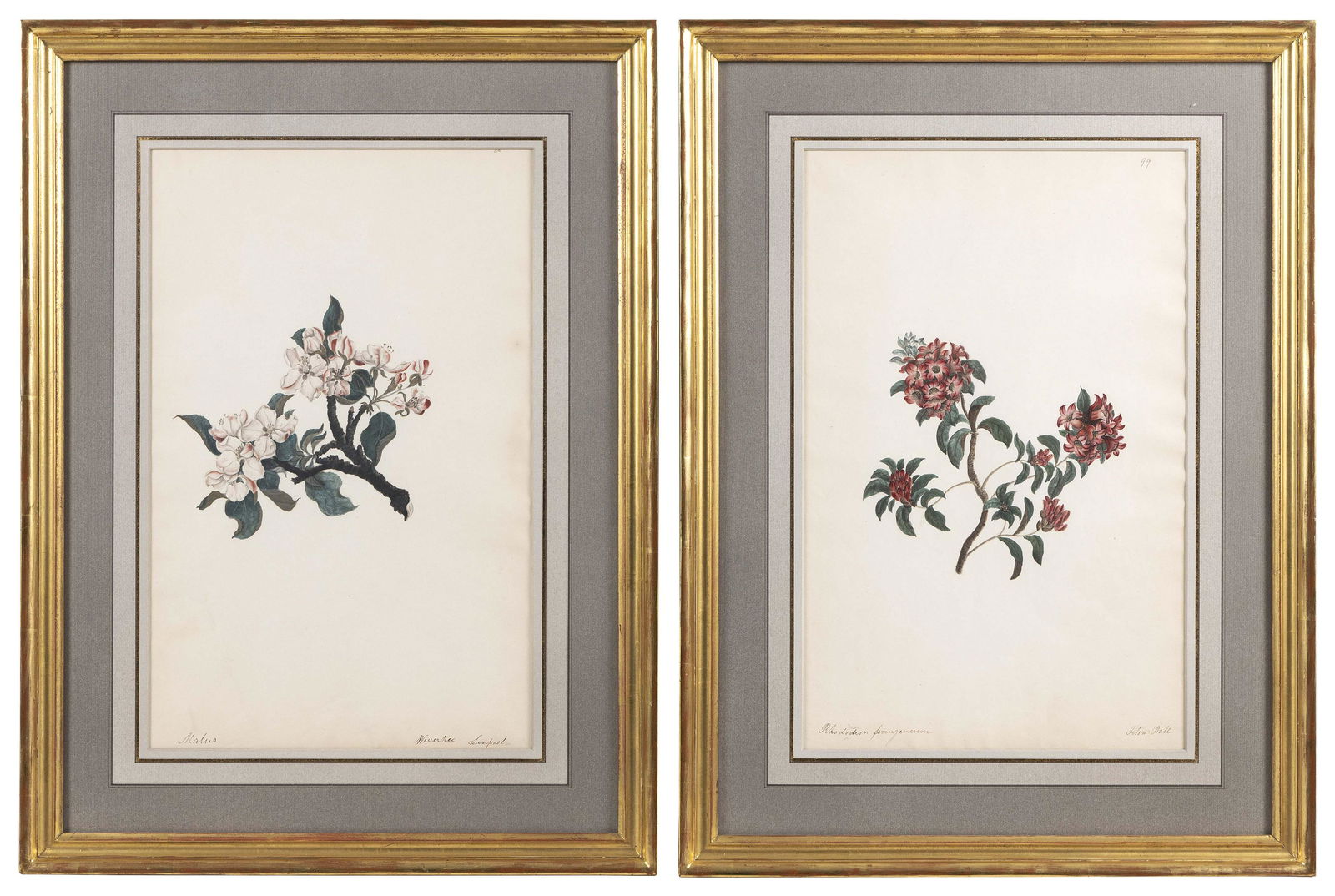 PAIR OF BOTANICAL WATERCOLORS England, 19th Century 16” x 10” sight. Framed 23” x (1 of 2)