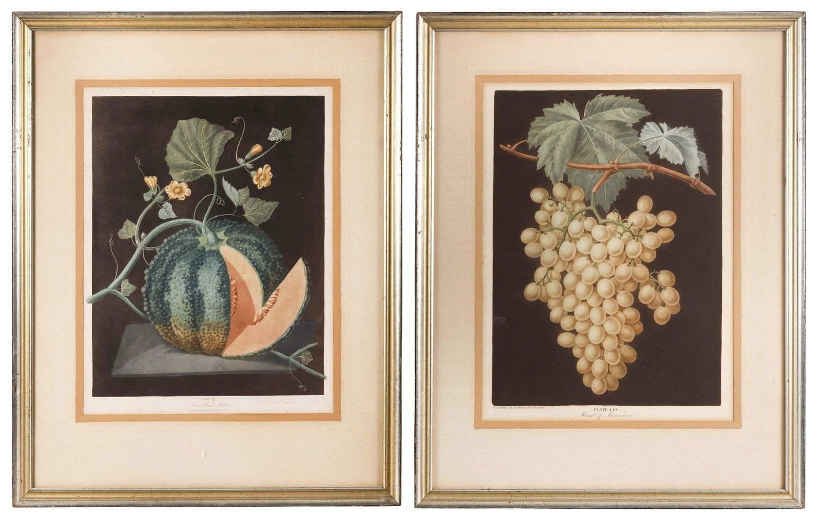 GEORGE BROOKSHAW (United Kingdom, 1751-1823), Two hand-colored prints:, Both 19” x 14”: GEORGE BROOKSHAWUnited Kingdom, 1751-1823Two hand-colored prints: “Silver Rock Melon” and “Muscat of Alexandria”.Both 19” x 14” sight. Framed 27.5” x 27.75