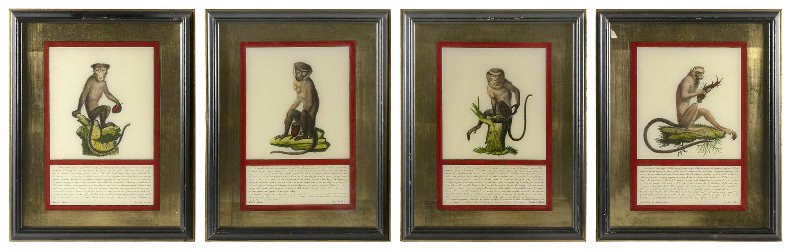SET OF FOUR "JACOB'S MONKEYS" 20th Century 11.5" x 7.5" sight. Framed 15.5" x 12.5".: SET OF FOUR "JACOB'S MONKEYS" 20th Century Originals by J.H. Jacob (Italy, Circa 1812). Each species identified at bottom with text in Italian. Framed with eglomise glass. 11.5" x 7.5" sight. Framed 1