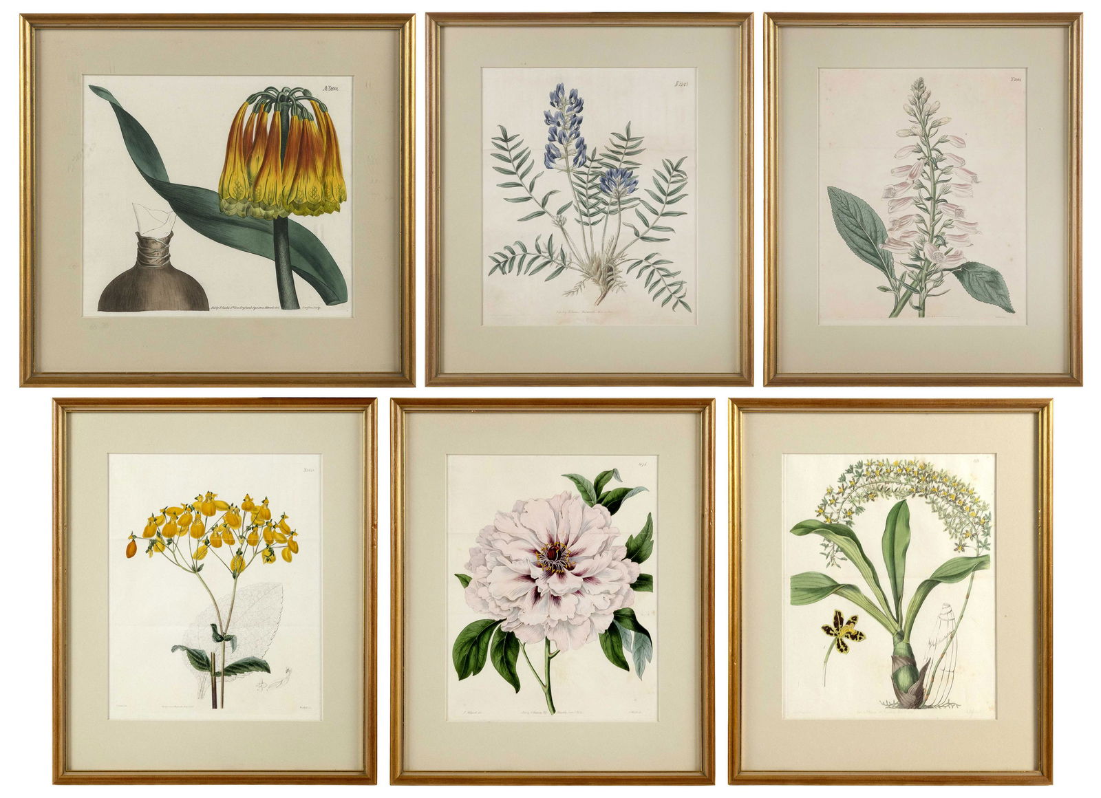SIX HAND-COLORED BOTANICAL ENGRAVINGS 19th Century (1 of 7)