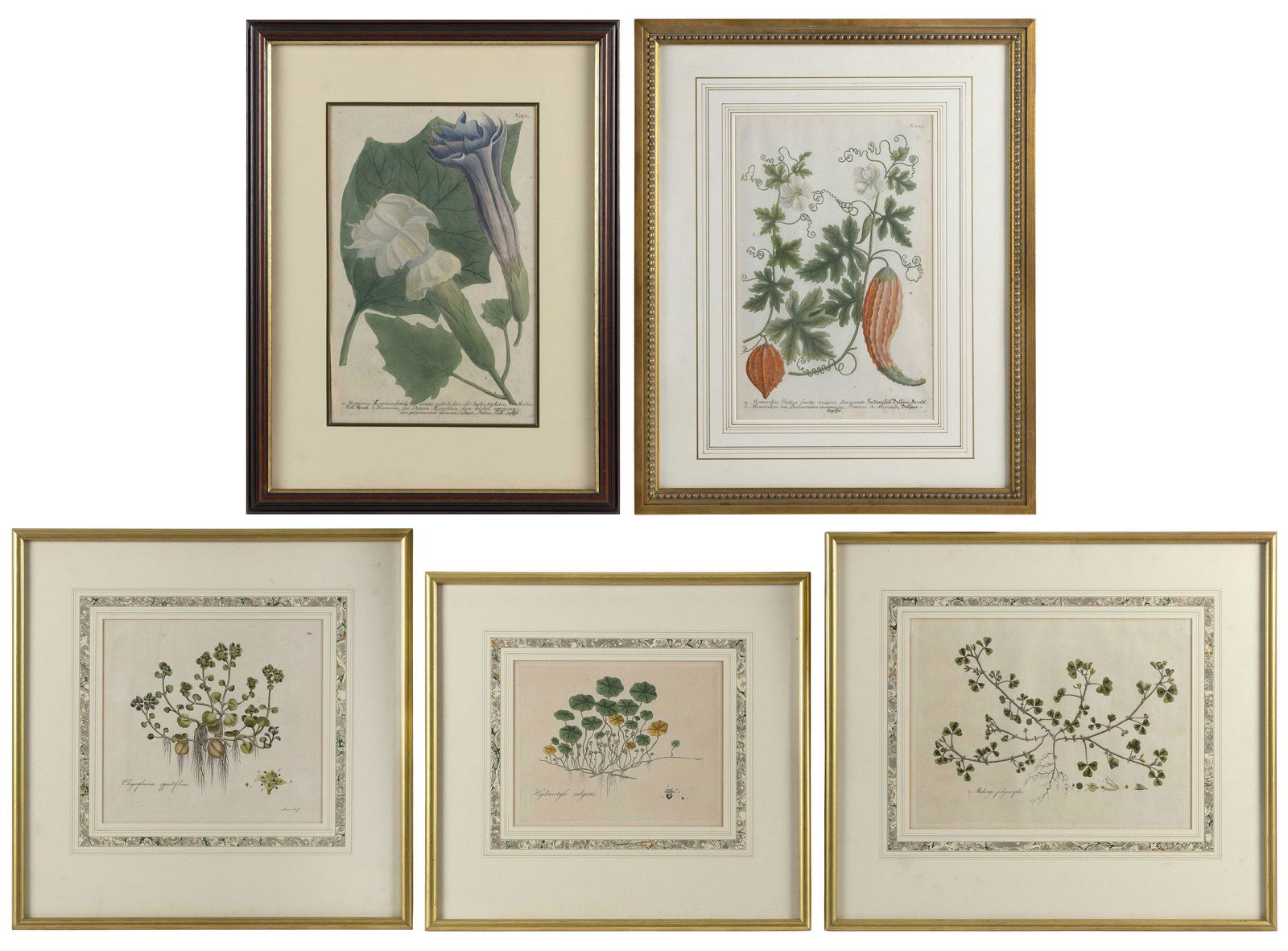 FIVE HAND-COLORED BOTANICAL ENGRAVINGS 18th Century Largest 13.25” x 9” sight. Framed (1 of 7)