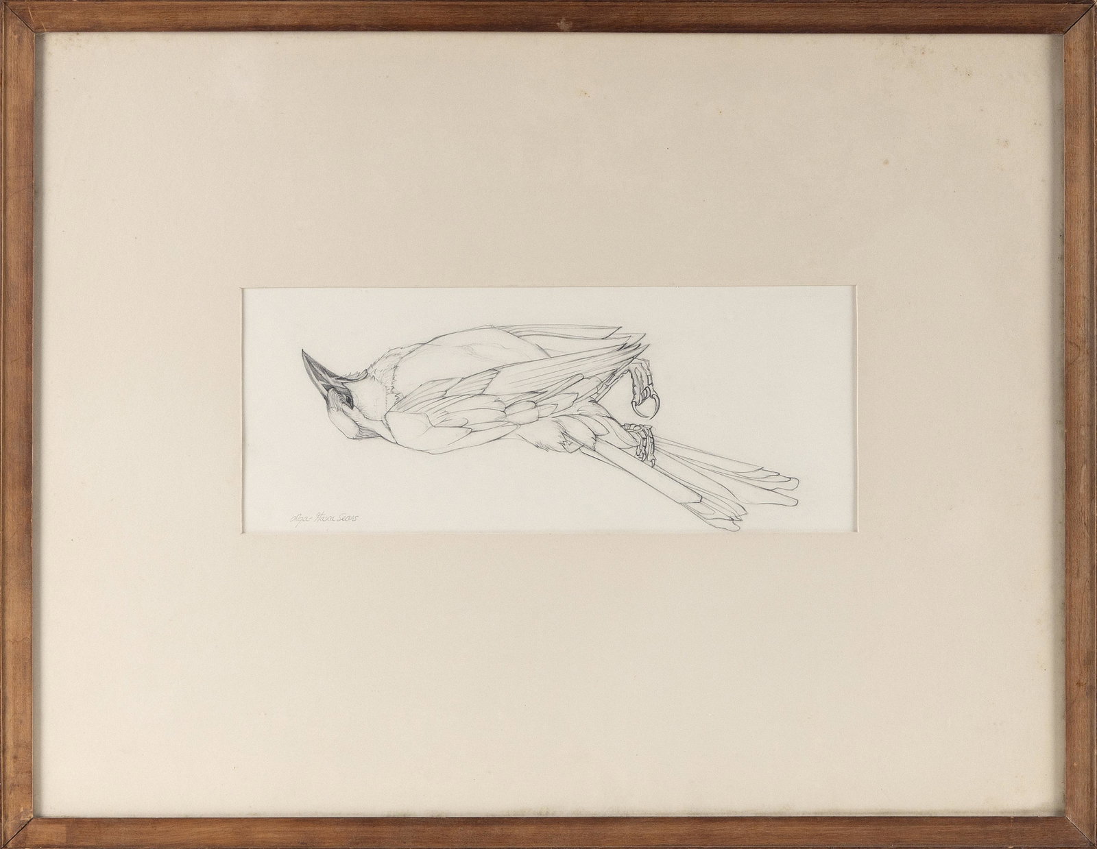 OLGA ITASKA SEARS (Massachusetts, 1906-1980), Bird study., Pencil on paper, 5.25” x 13”: OLGA ITASKA SEARS Massachusetts, 1906-1980 Bird study. Signed in pencil “Olga-Itaska Sears”. Pencil on paper, 5.25” x 13” sight. Framed 18.25” x 23”. Dimensions: Pe