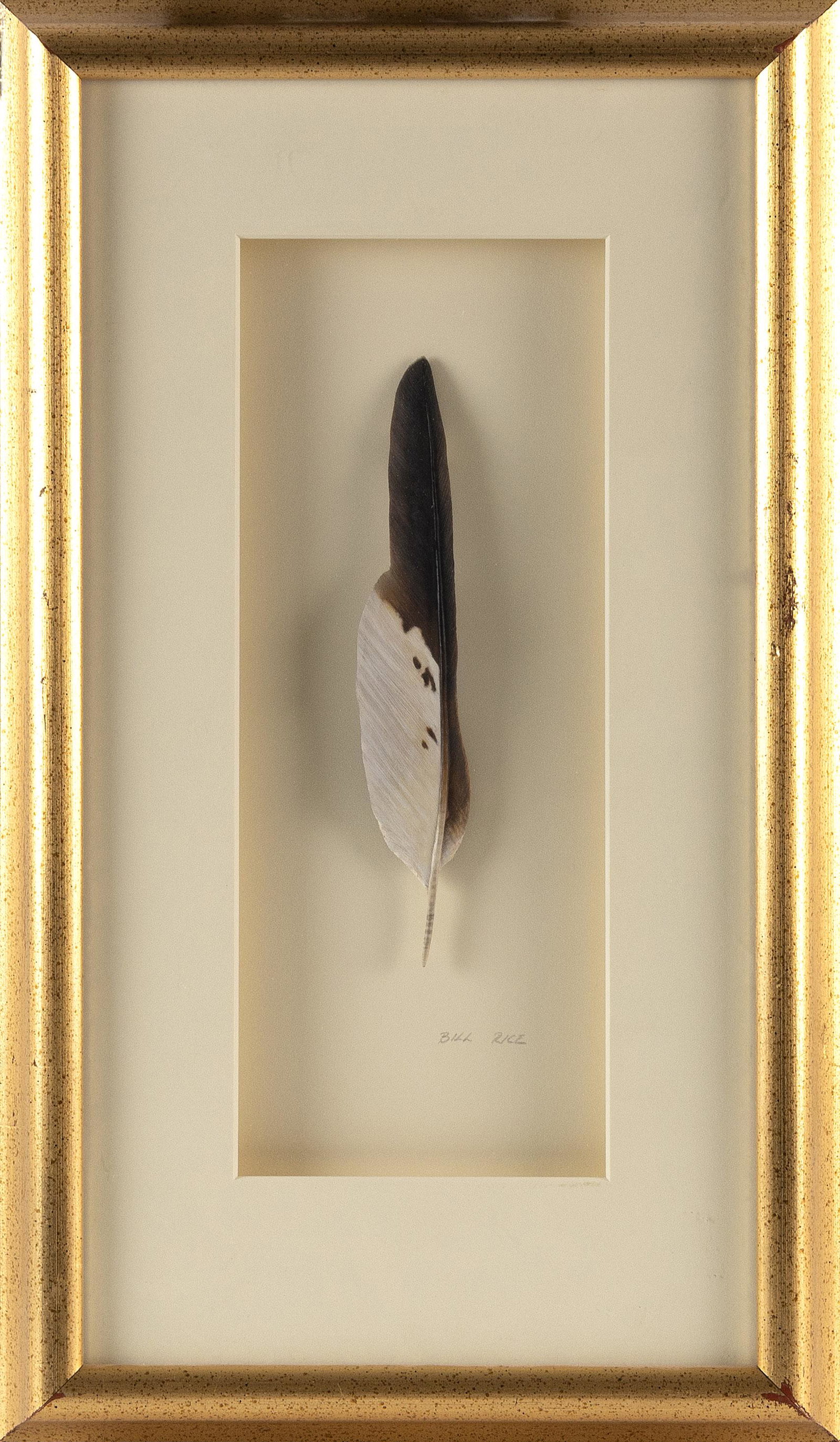 BILL J. RICE (Connecticut, b. 1952), "Hawk Feather"., Carved and painted bass wood, length 7.5". (1 of 2)