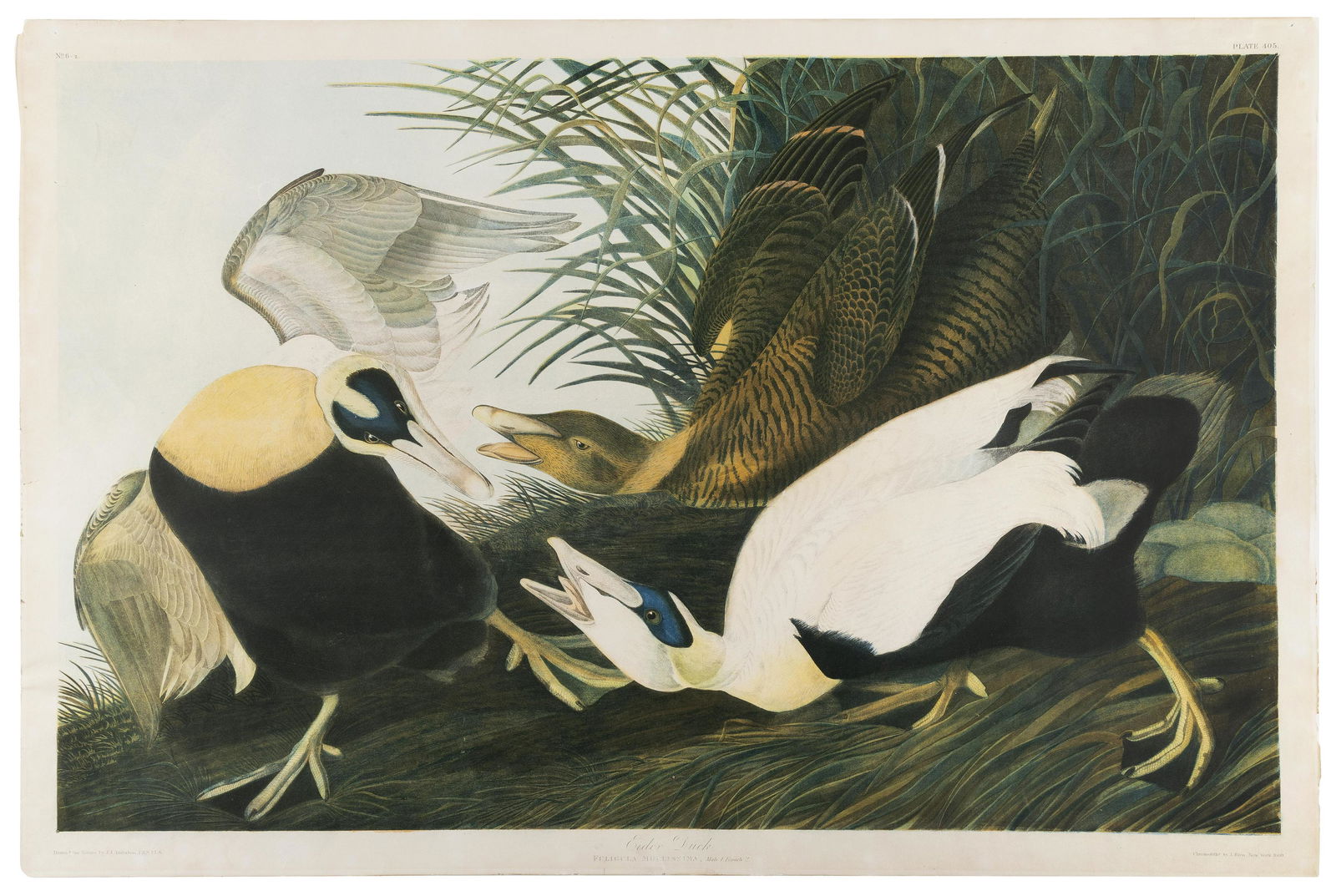 BIEN EDITION CHROMOLITHOGRAPH AFTER JOHN JAMES AUDUBON “EIDER DUCK” Circa 1860 26” (1 of 1)
