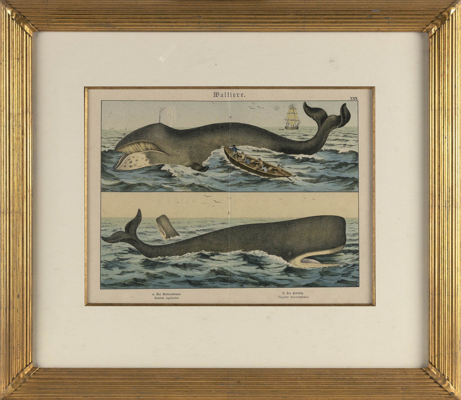 WALTIERE WHALING PRINT German, 1886 Hand-colored lithograph, 11.5" x 16.5" sight. Framed 22" x 25".: WALTIERE WHALING PRINT German, 1886 Taken from Gotthilf Heinrich von Schubert's Natural History (Naturgeschichte), Schreiber, Munich, 1886, Plate XXIX. With two images: "a) Der Grönlandswal.