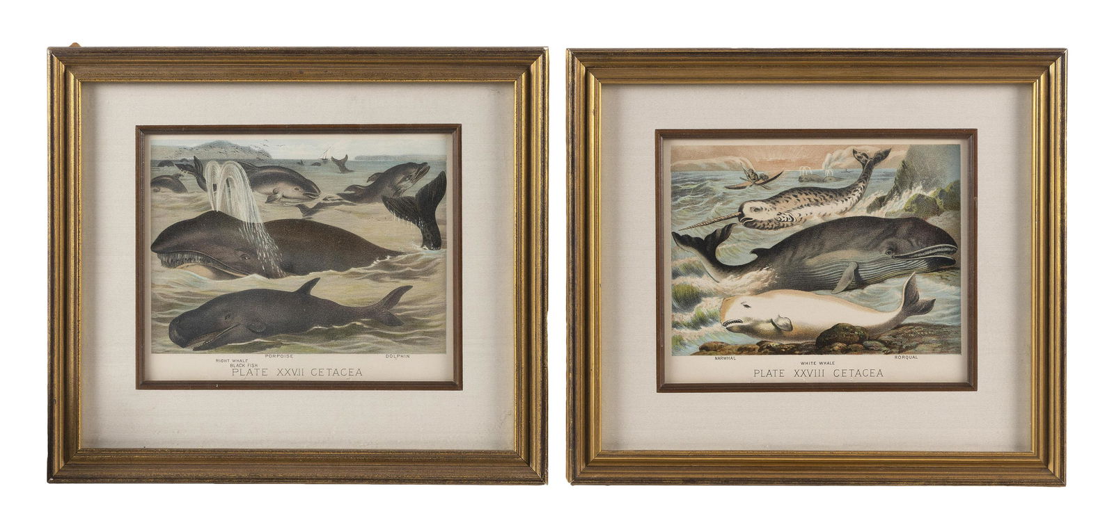 TWO LITHOGRAPHS OF MARINE MAMMALS 19th Century Framed 11.75” x 13.5”. (1 of 2)