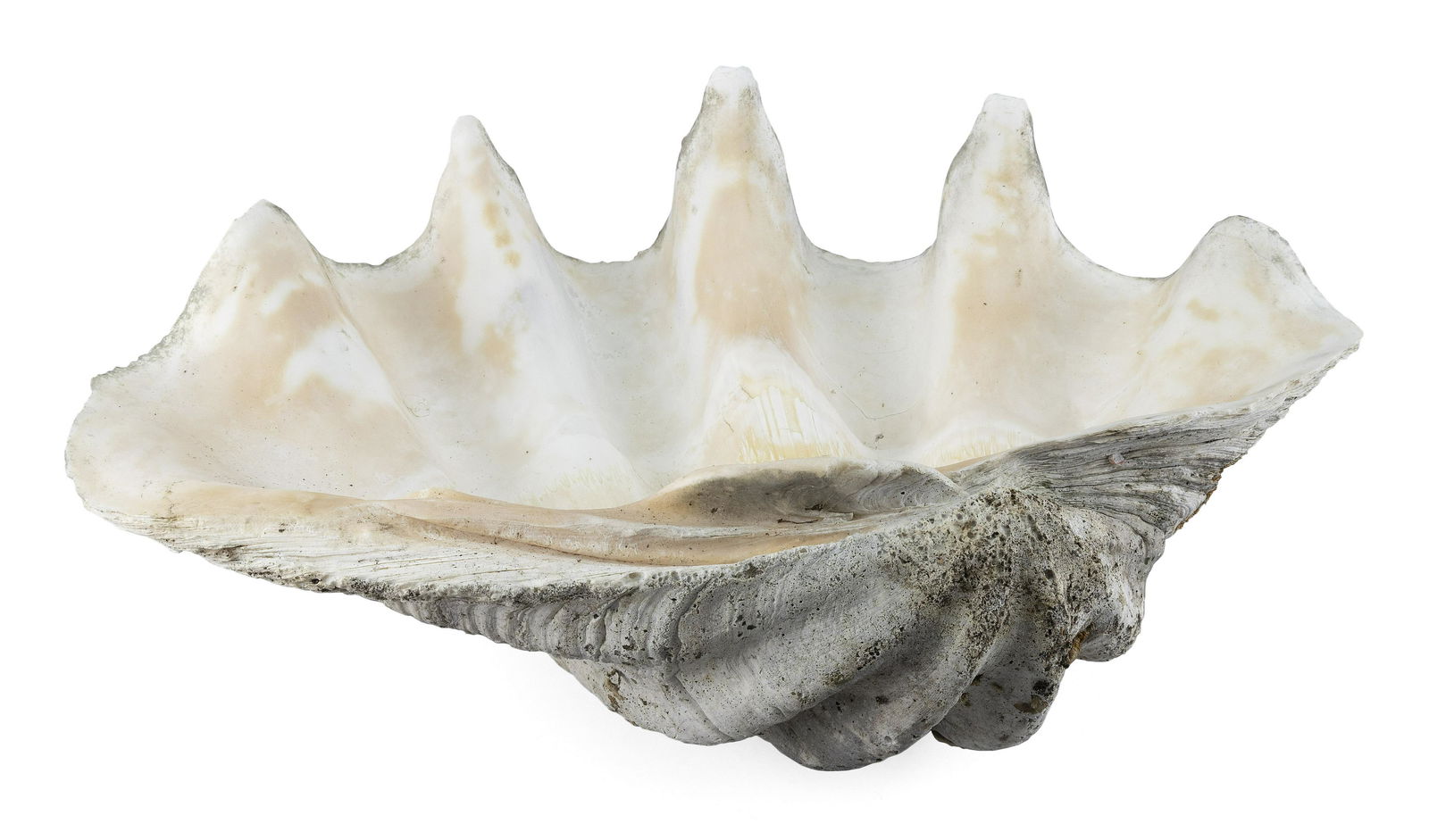 GIANT SOUTH SEAS CLAM SHELL Length 30”. (1 of 3)