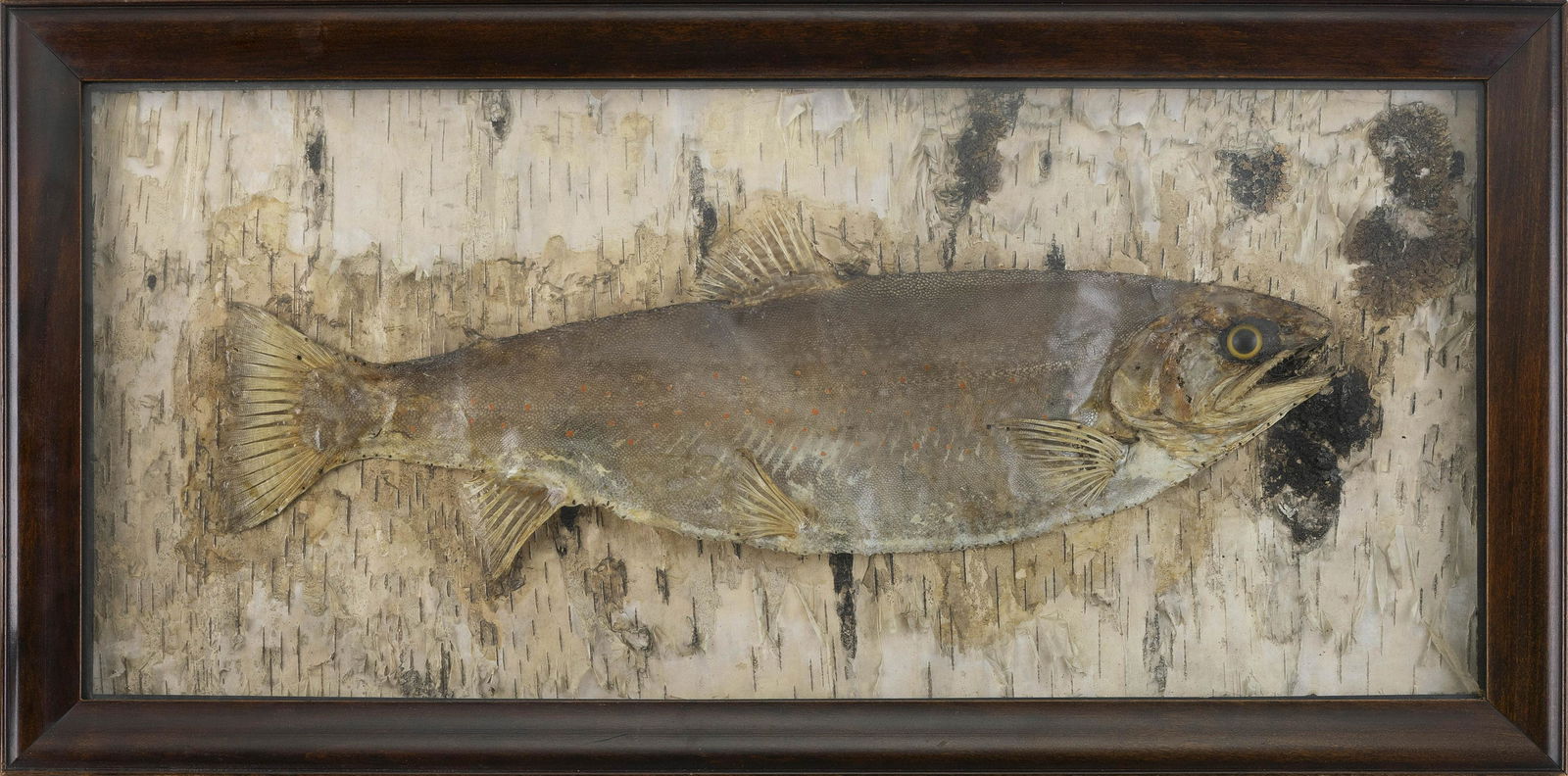 TROUT DIORAMA Late 19th/Early 20th Century Framed 14.5” x 29.5”.: TROUT DIORAMALate 19th/Early 20th CenturyFlattened trout with a fly in its mouth, set against a birch bark background. Purportedly the only fish caught by artist Robert Brackman.Framed 14.5” x 2