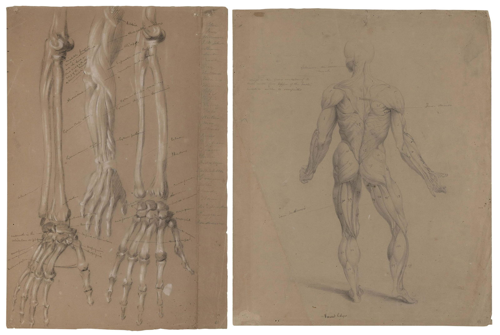 DANIEL HUNTINGTON (New York, 1816-1906), Two anatomical drawings:, Matted 22.25” x 16.75” (1 of 3)