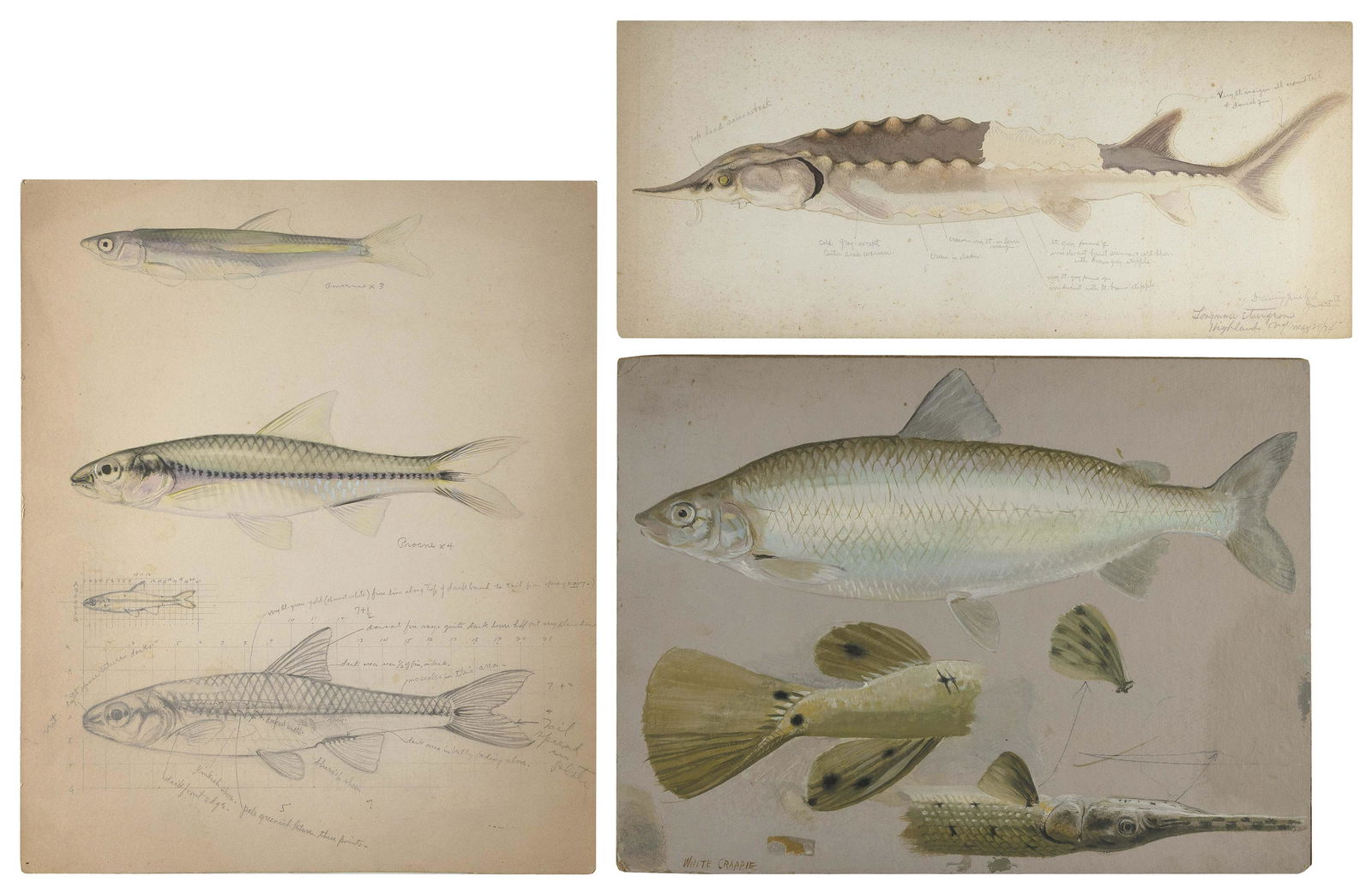 THREE EXPERTLY RENDERED FISH STUDIES First Half of 20th Century Mixed media on artist board, from (1 of 1)