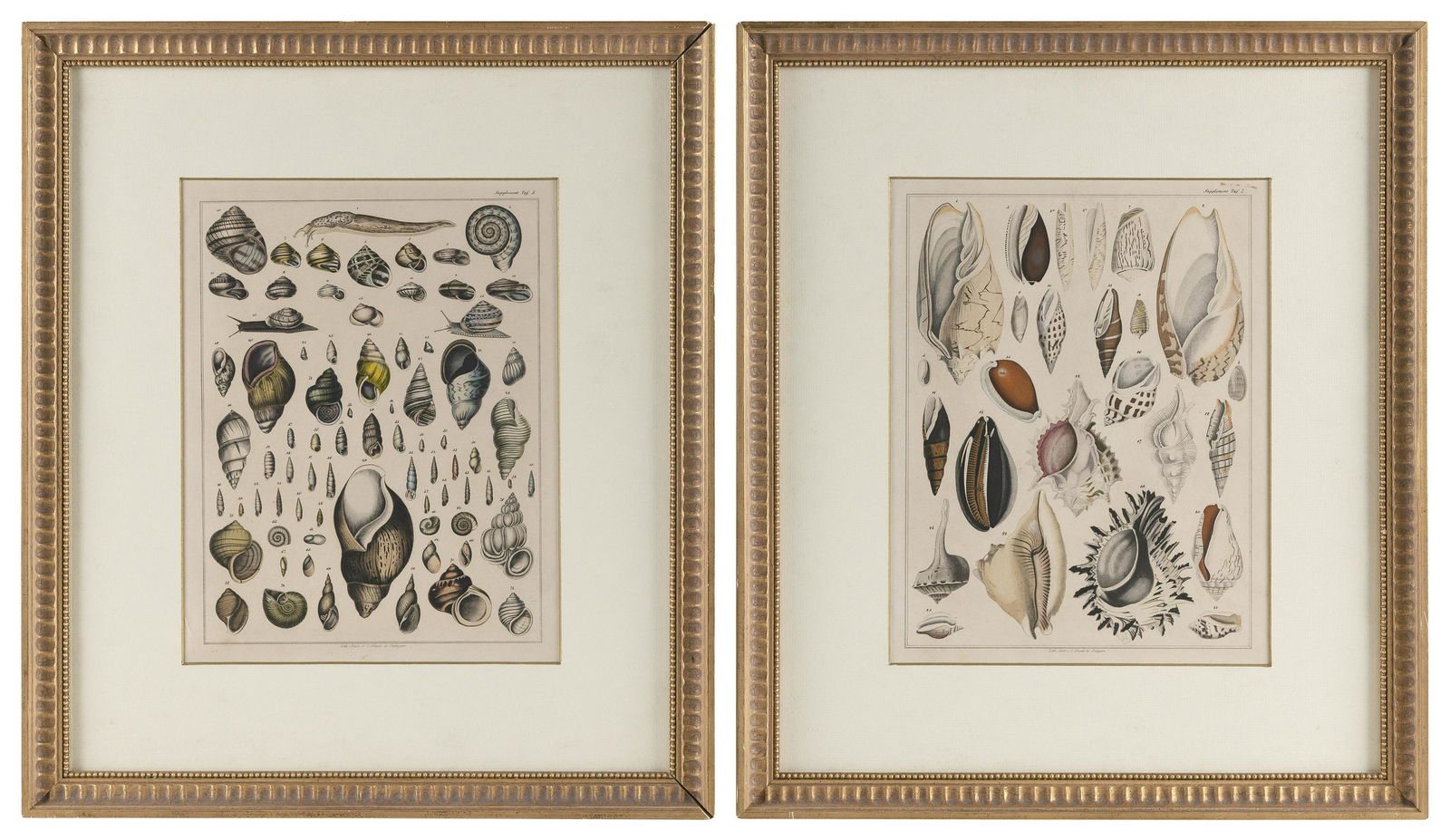 TWO FRAMED HAND-COLORED LITHOGRAPHS OF SHELLS   19th Century  By C. Schach. 12.5” x (1 of 2)