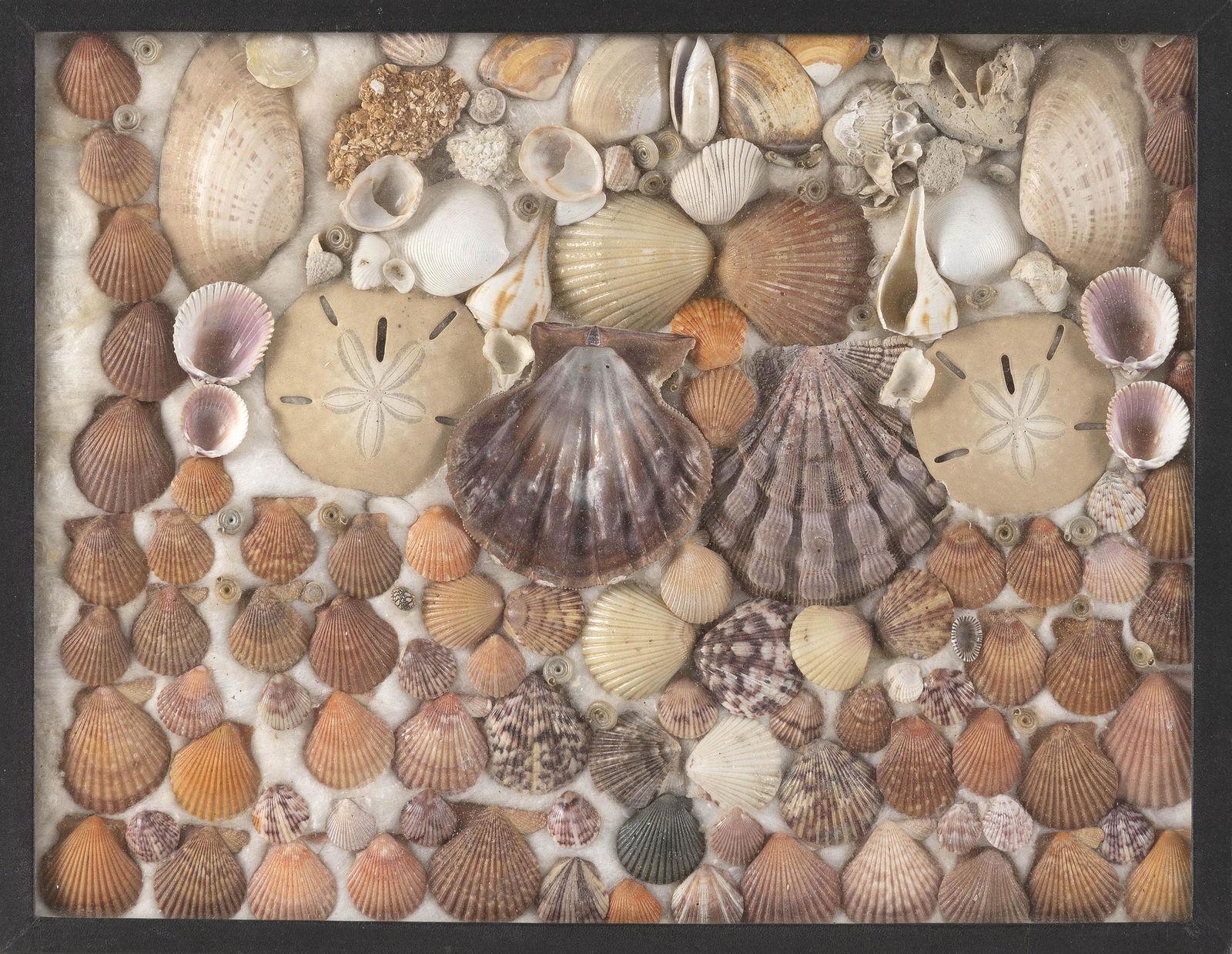 COLLECTION OF SEASHELLS 20th Century Framed 12.5” x 16.5”. (1 of 1)