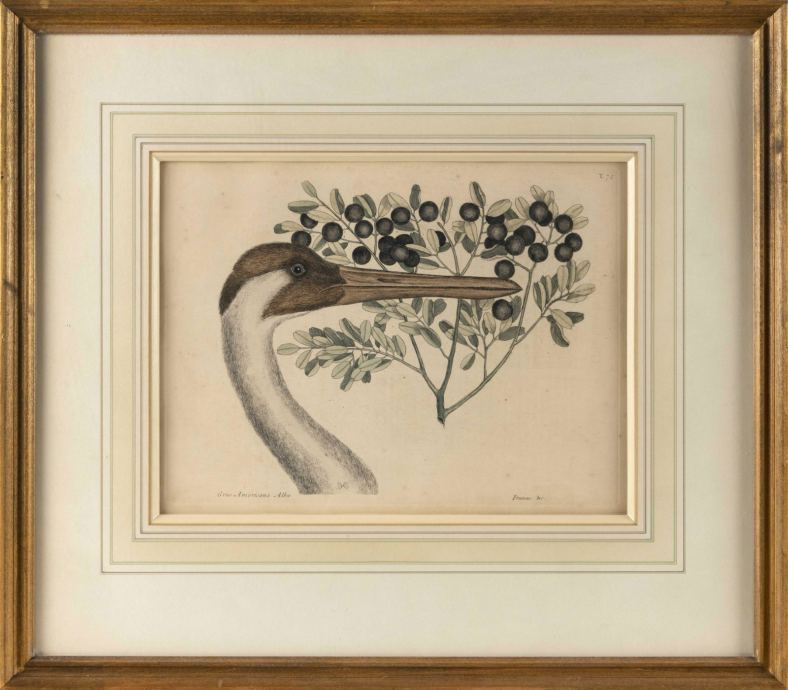 MARK CATESBY (England/South Carolina, 1683-1749), "The Whooping Crane"., Hand-colored lithograph,: MARK CATESBYEngland/South Carolina, 1683-1749"The Whooping Crane". Plate No. 75 from "The Natural History of Carolina, Florida, and the Bahama Islands".Hand-colored lithograph, 11.