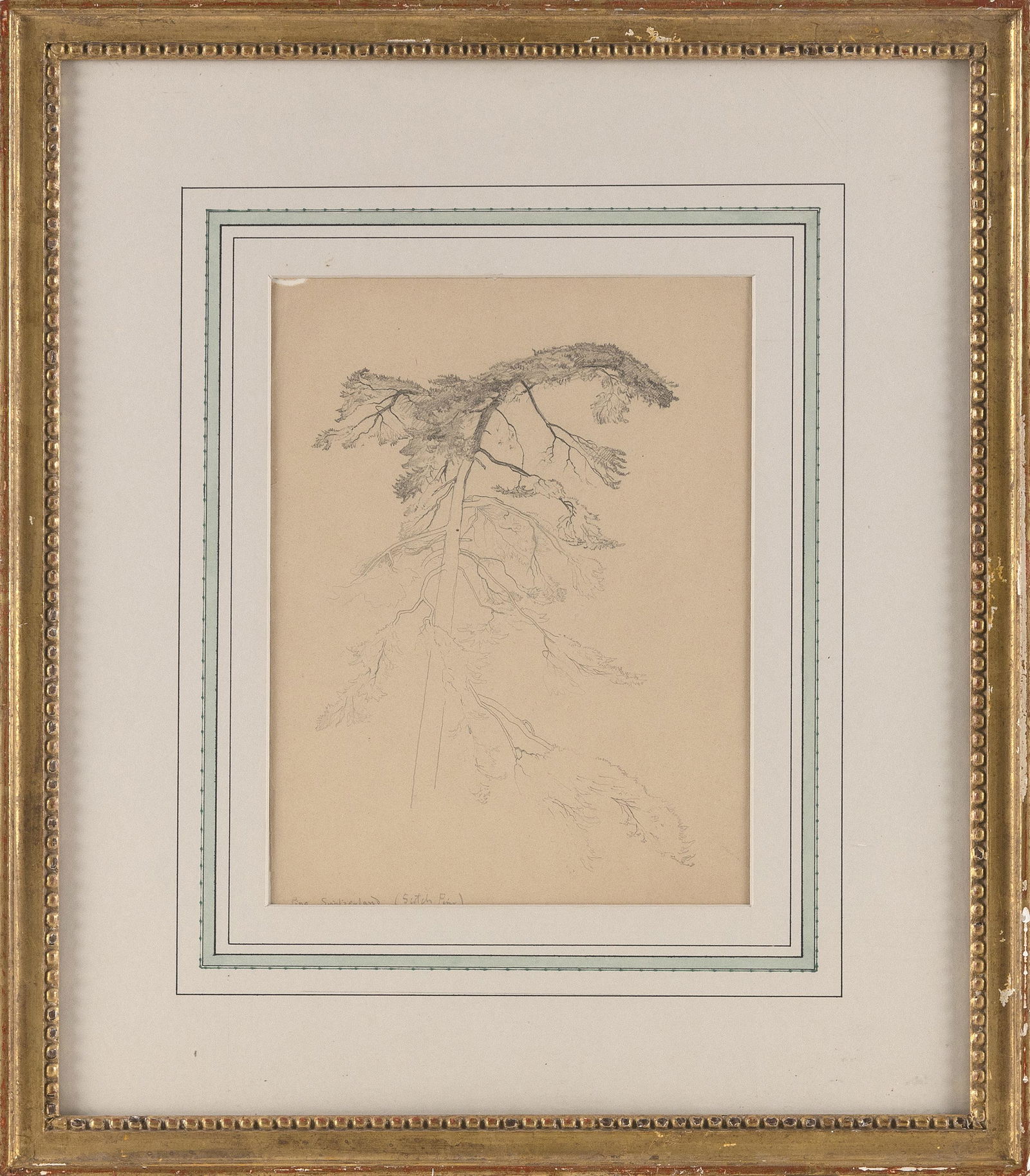 BOLTON COIT BROWN (New York/California, 1864-1936), Tree study. (1 of 2)