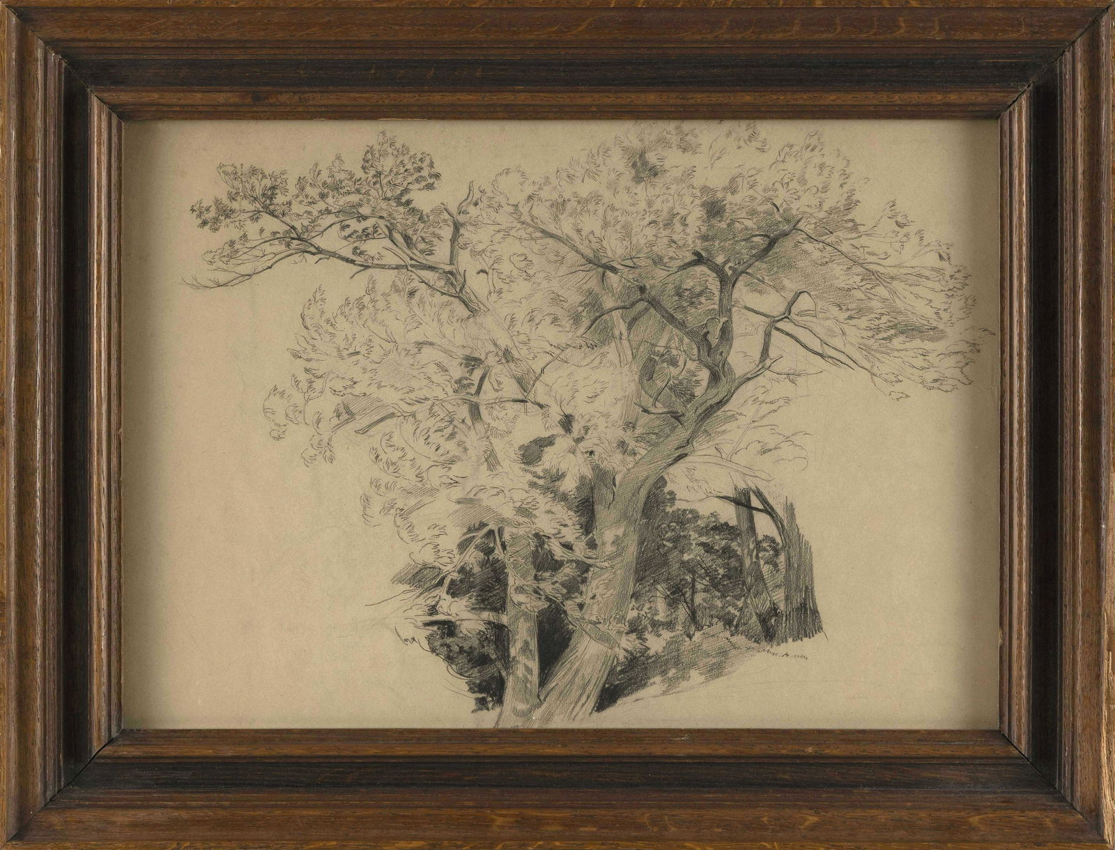 ATTRIBUTED TO AUGUST WILL (New Jersey/Germany, 1834-1910), Tree study., Pencil on paper, 12.5" x (1 of 2)