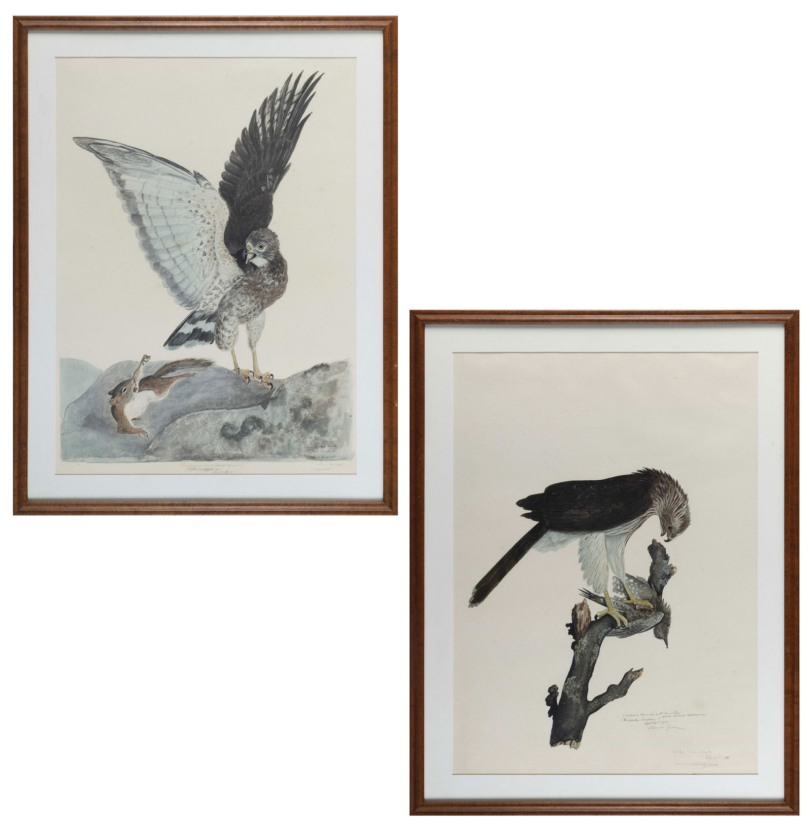 CARROLL SARGENT TYSON (Pennsylvania, 1877-1956), “Broad Wing Hawk and Red Squirrel” and (1 of 5)