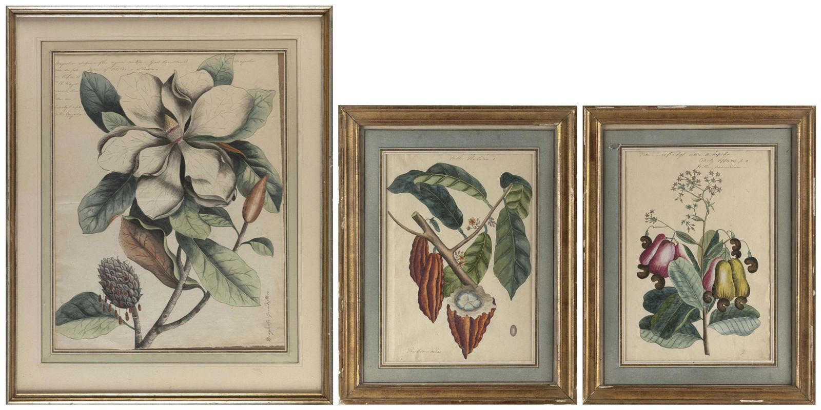 SET OF THREE BOTANICAL DRAWINGS AFTER MARK CATESBY 18th/Early 19th Century Sepias and watercolors on: SET OF THREE BOTANICAL DRAWINGS AFTER MARK CATESBY18th/Early 19th Century1) “Magnolia Grandiflora”. 19” x 15” sight. Framed 26.25” x 21.25”.2) “Cashew Tree