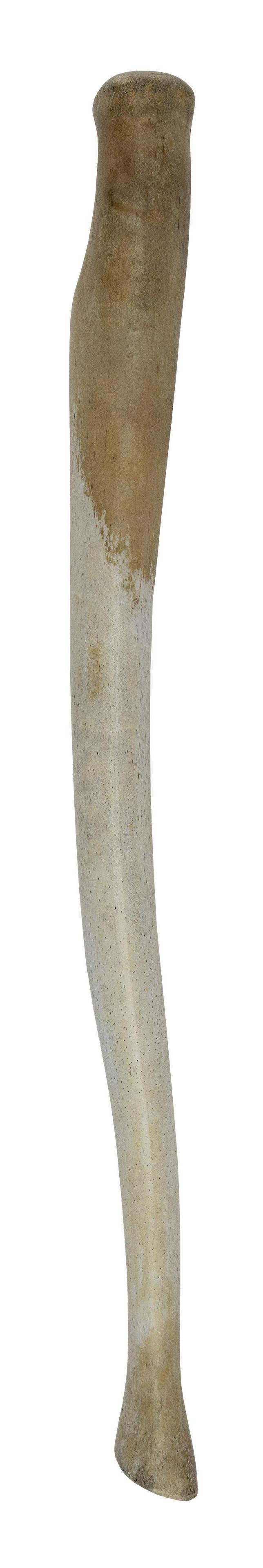 INUIT WALRUS OOSIK Late 19th Century Length 22.5”. (1 of 2)