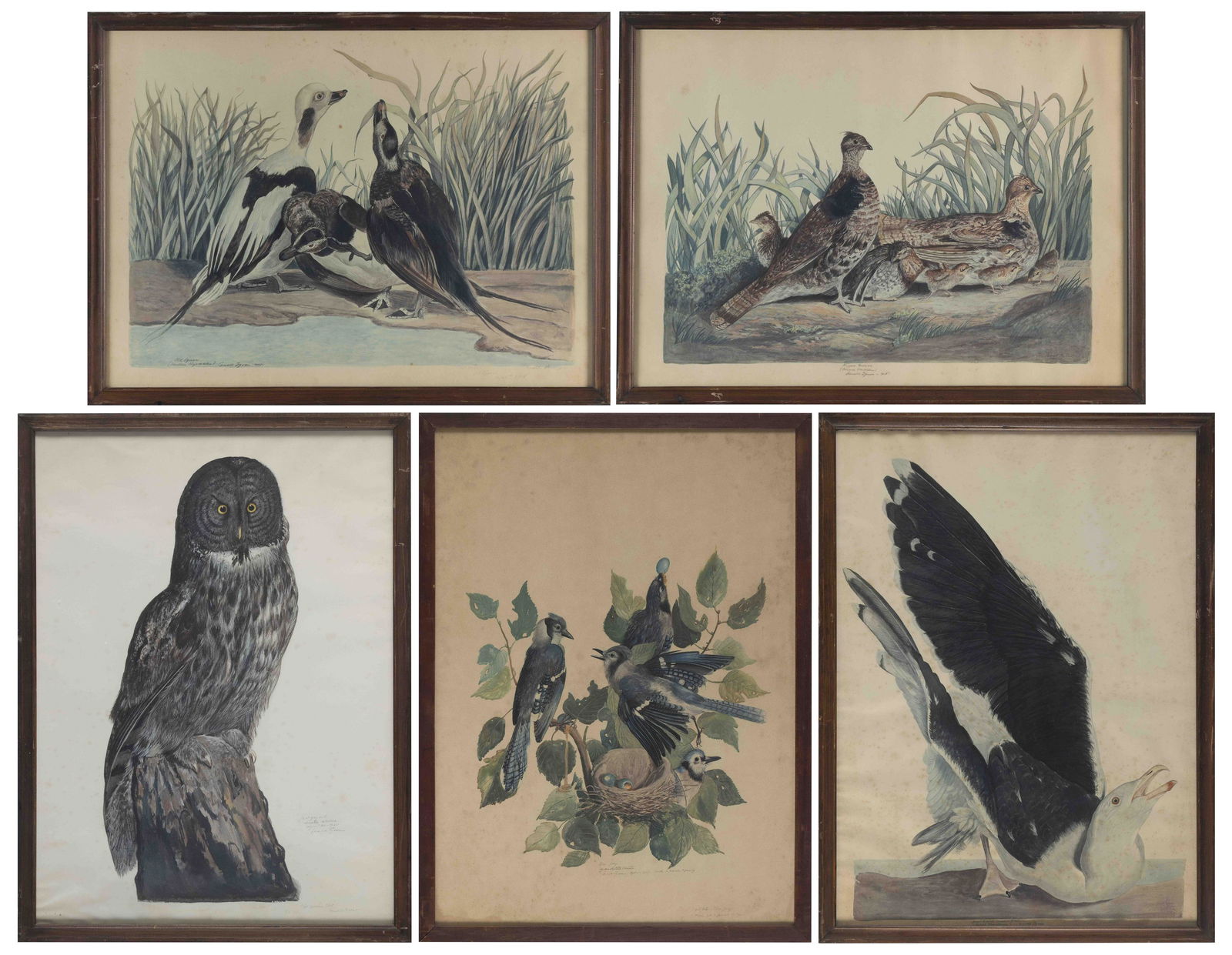 CARROLL SARGENT JR TYSON (America, 1877-1956), Five bird prints from the portfolio "Twenty birds of (1 of 11)