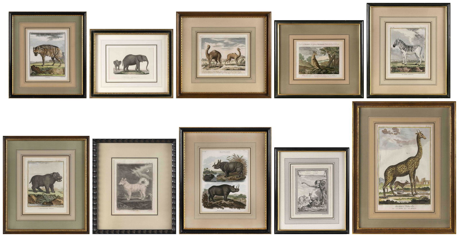 TEN FRENCH ENGRAVINGS DEPICTING AFRICAN WILDLIFE 19th Century Engravings on paper, from 9” x (1 of 12)
