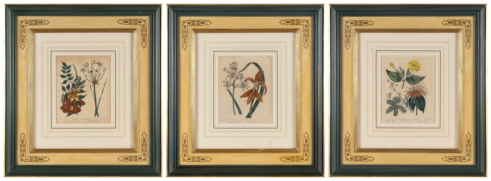 SET OF THREE SYDENHAM TEAST EDWARDS BOTANICAL PRINTS England, 1768-1819 Engravings with (1 of 7)