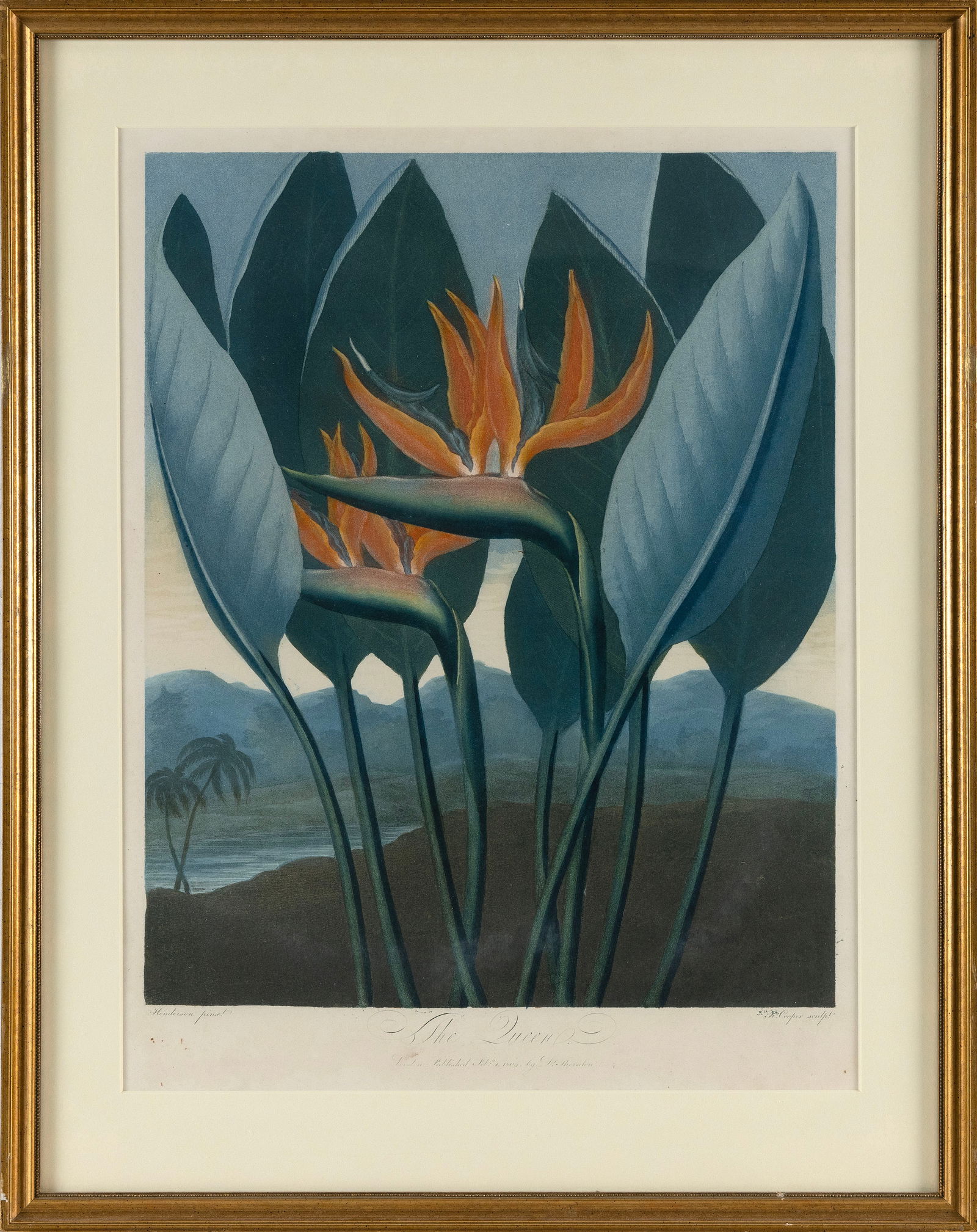 DR. ROBERT JOHN THORNTON (England, 1768-1837), "The Queen", depicting a Persian Cyclamena (bird of (1 of 2)