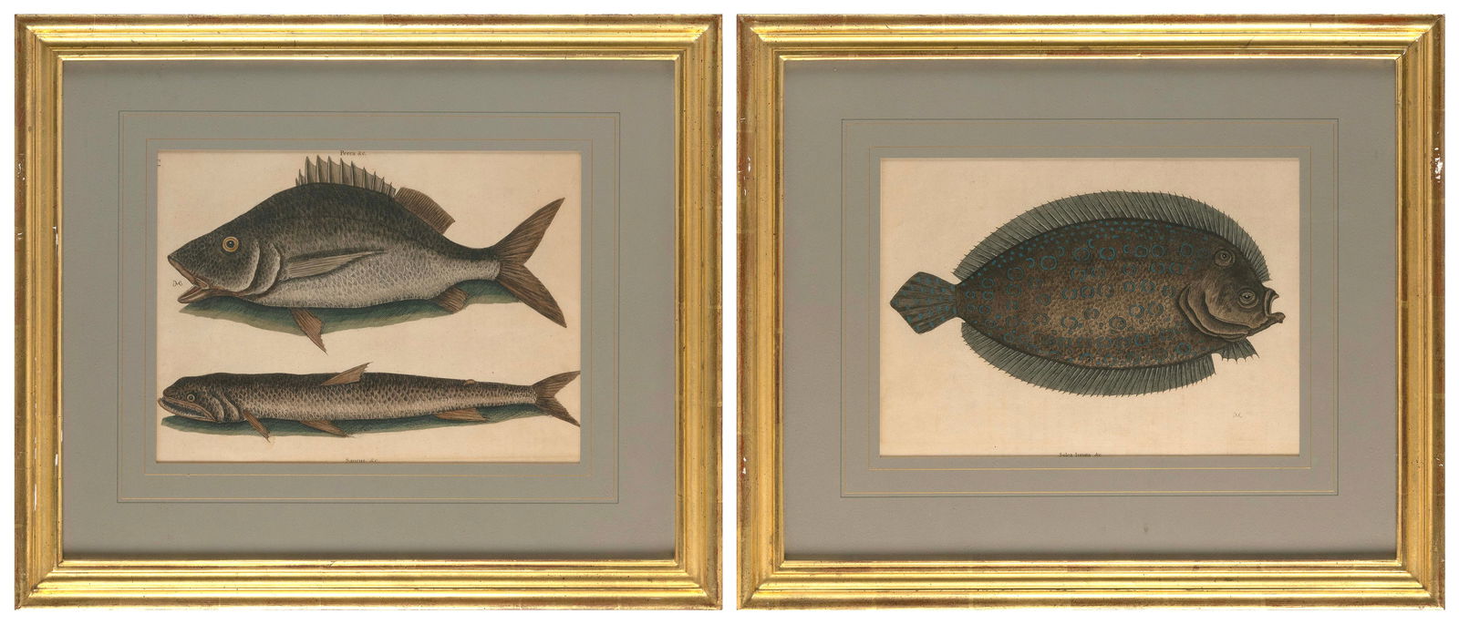 MARK CATESBY (England/South Carolina, 1683-1749), "Turdus" and "Aurata", from Natural History of: MARK CATESBYEngland/South Carolina, 1683-1749"Turdus" and "Aurata", from Natural History of Carolina, Florida and the Bahama Islands, 1731-43. Engravings with hand coloring, 10" x 13.5" and 9.75" x 13