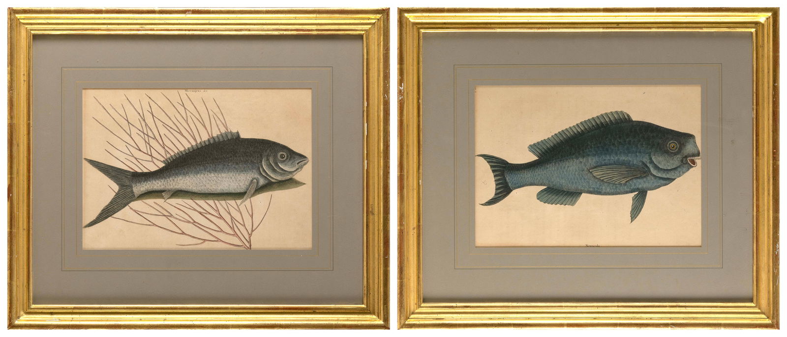 MARK CATESBY (England/South Carolina, 1683-1749), "Mormijrus" and "Novacula" from Natural History of: MARK CATESBYEngland/South Carolina, 1683-1749"Mormijrus" and "Novacula" from Natural History of Carolina, Florida and the Bahama Islands, 1731-43. Engravings with hand coloring, 9.5" x 13.5" and 9.5"