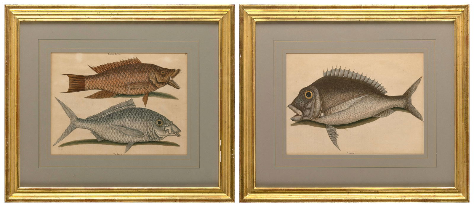 MARK CATESBY (England/South Carolina, 1683-1749), "Solea Lunata" and "Saucus" from Natural History: MARK CATESBYEngland/South Carolina, 1683-1749"Solea Lunata" and "Saucus" from Natural History of Carolina, Florida and the Bahama Islands, 1731-43. Engravings with hand coloring, 9.5" x 13.5" and 10"