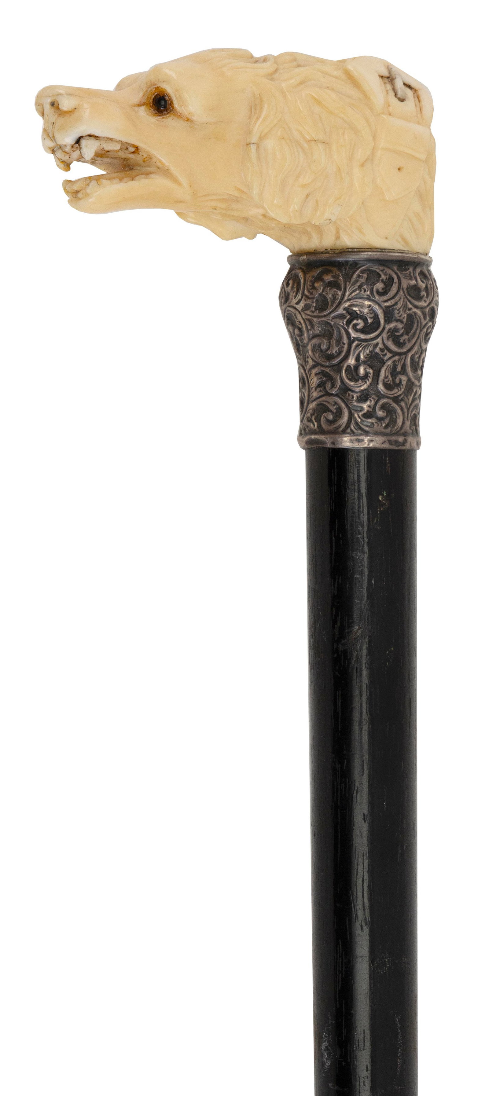 PLAYFUL DOG CANE Late 19th/Early 20th Century Length 36.25".: PLAYFUL DOG CANE Late 19th/Early 20th Century Ivory handle carved as the head of a dog with an open mouth, pronounced teeth, a large buckled collar and inset bead eyes. Repousse silver collar with vac