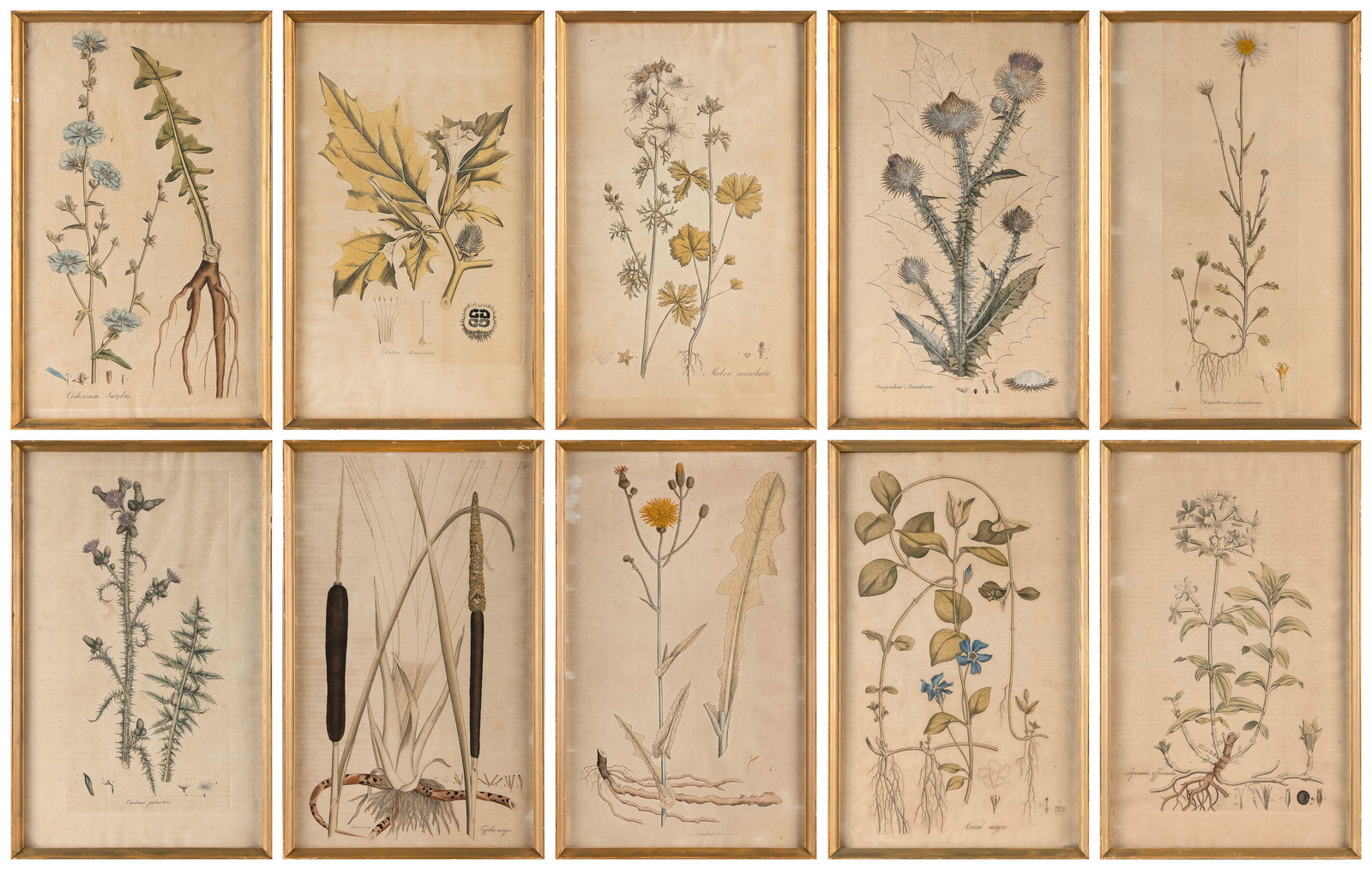 TEN BOTANICAL LITHOGRAPHS 19th Century Colored lithographs on paper 18" x 11" sight. Framed 18.75" x (1 of 9)