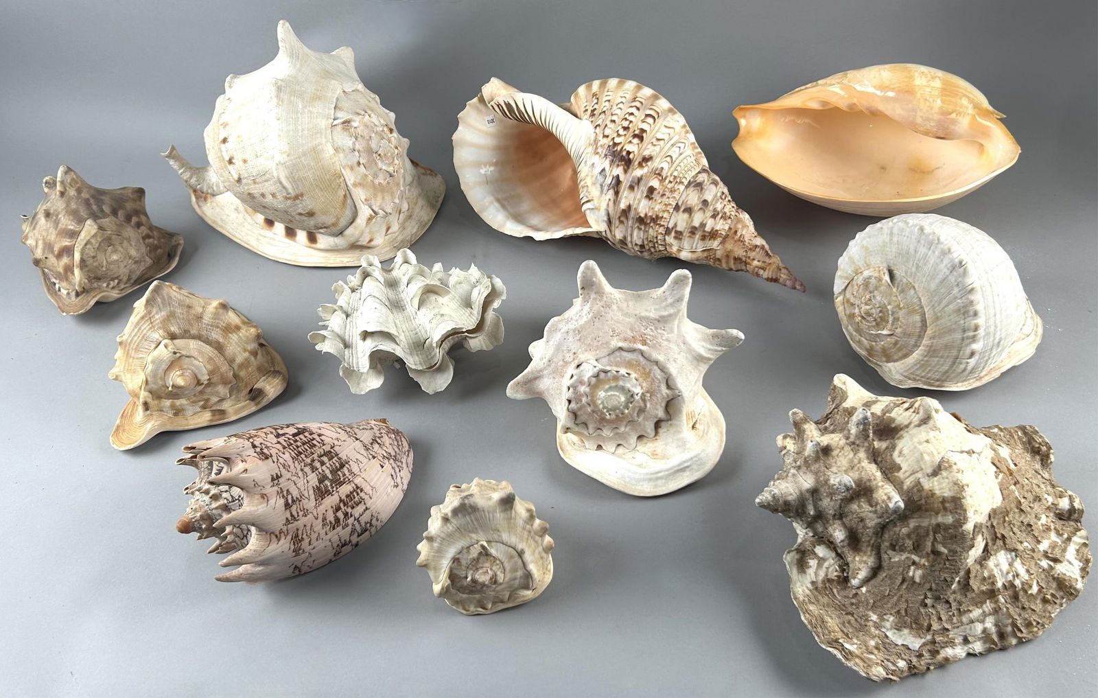 ELEVEN LARGE SEASHELLS Lengths from 5" to 12". (1 of 6)