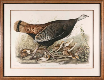 JOHN JAMES LAFOREST AUDUBON (New York/France, 1785-1851), "Wild Turkey: female and young"., Color