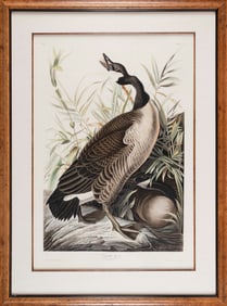 JOHN JAMES LAFOREST AUDUBON (New York/France, 1785-1851), "Canada Goose"., Color etching with
