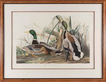 JOHN JAMES LAFOREST AUDUBON (New York/France, 1785-1851), "Mallard Duck"., Color etching with