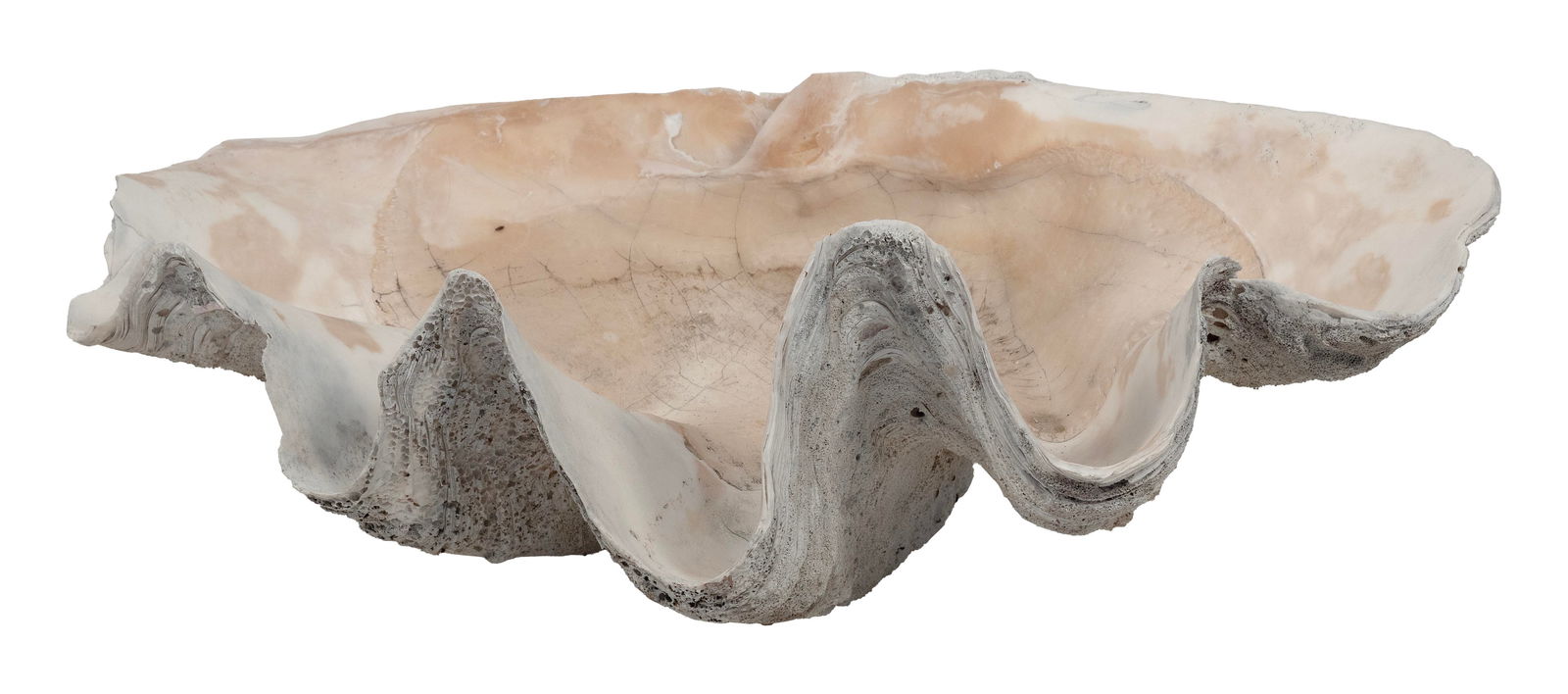 GIANT SOUTH SEAS CLAMSHELL Length 38.5". Width 26". (1 of 2)