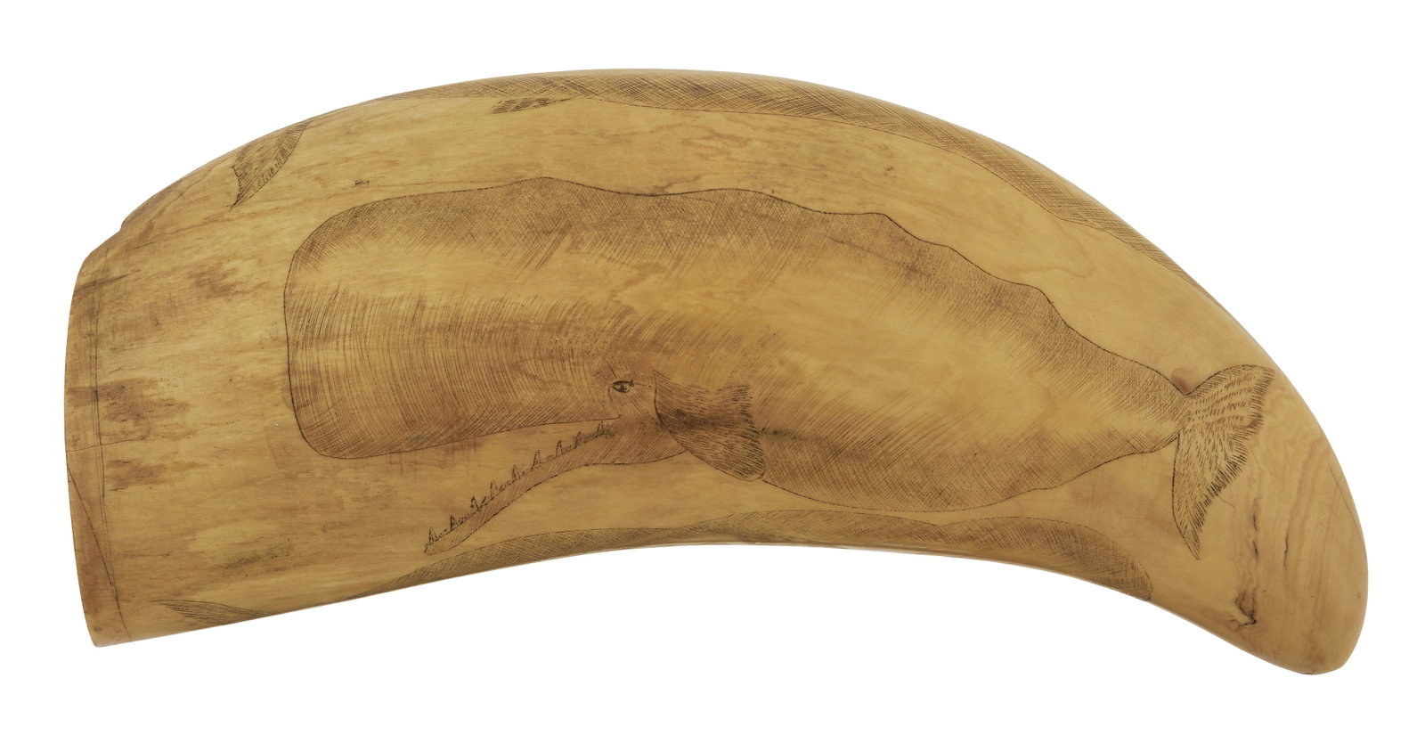 SCRIMSHAW WHALE'S TOOTH DEPICTING DIFFERENT SPECIES OF WHALES Dated 1869 Length 5.75".: SCRIMSHAW WHALE'S TOOTH DEPICTING DIFFERENT SPECIES OF WHALES Dated 1869 Detailed portraits of a bowhead, right, sperm and fin whale wrap around the circumference. Initialed and dated in hollow "W.D. 