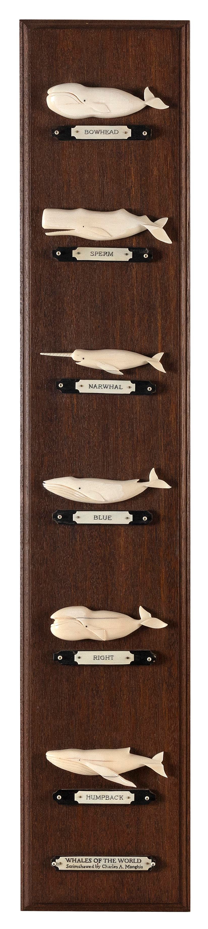* CHARLES MANGHIS "WHALES OF THE WORLD" DISPLAY BOARD America, Contemporary Whale lengths approx.: * CHARLES MANGHIS "WHALES OF THE WORLD" DISPLAY BOARD America, Contemporary Six carved marine ivory whales, each identified on bone plaques. Species include bowhead, sperm, narwhal, blue, right and hu