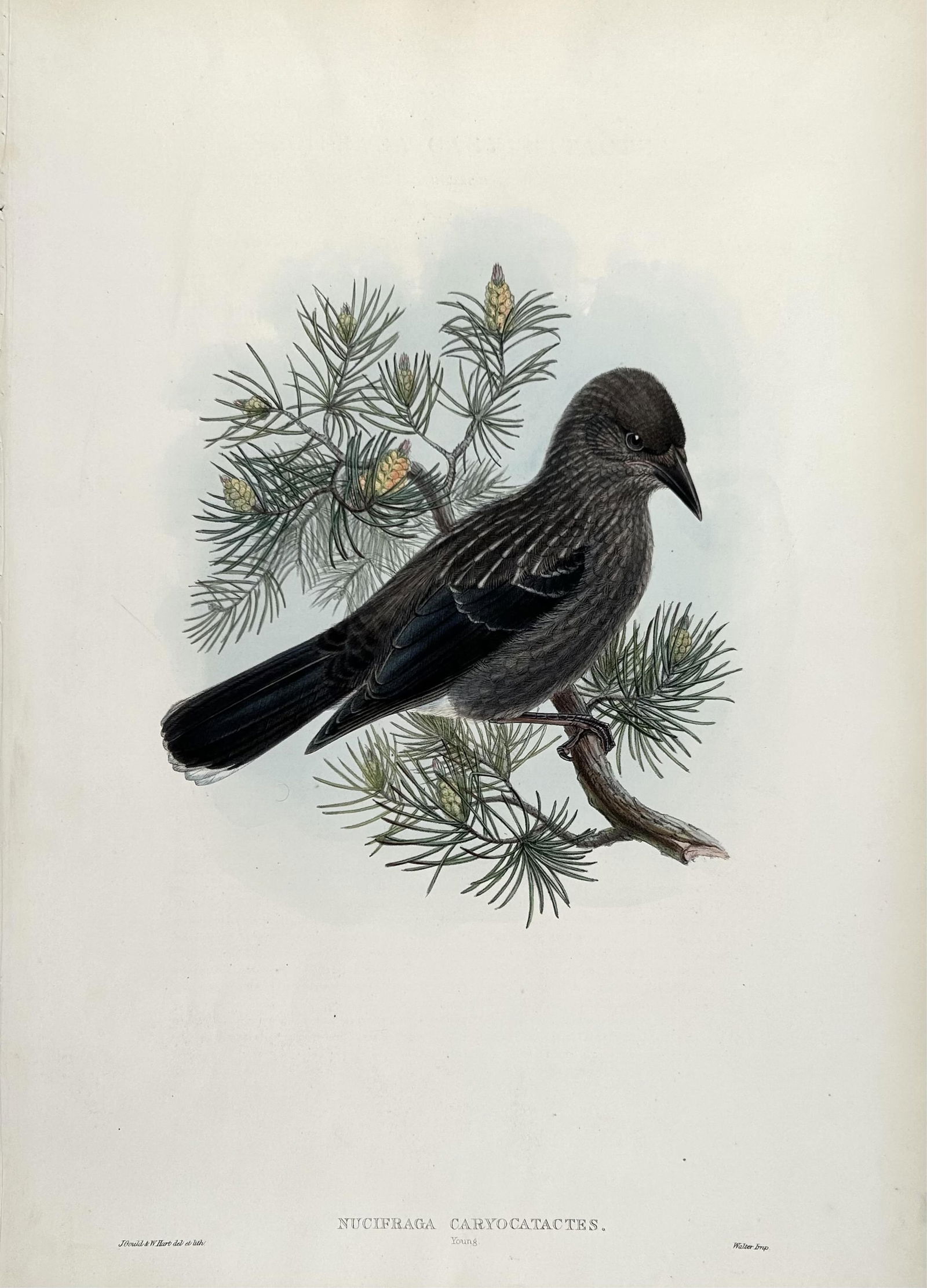 TEN JOHN GOULD HAND-COLORED LITHOGRAPHS 19th Century Each approx. 22" x 15". Unframed. (1 of 10)