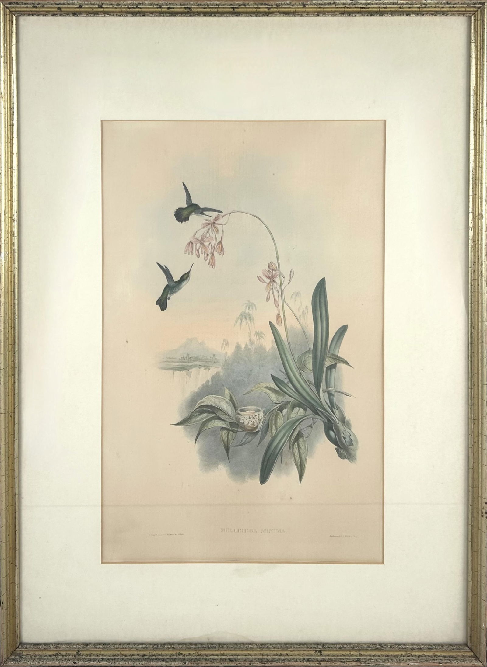 JOHN GOULD COLORED LITHOGRAPH OF HUMMINGBIRDS 21" x 13" sight. Framed 31.5" x 23". (1 of 2)