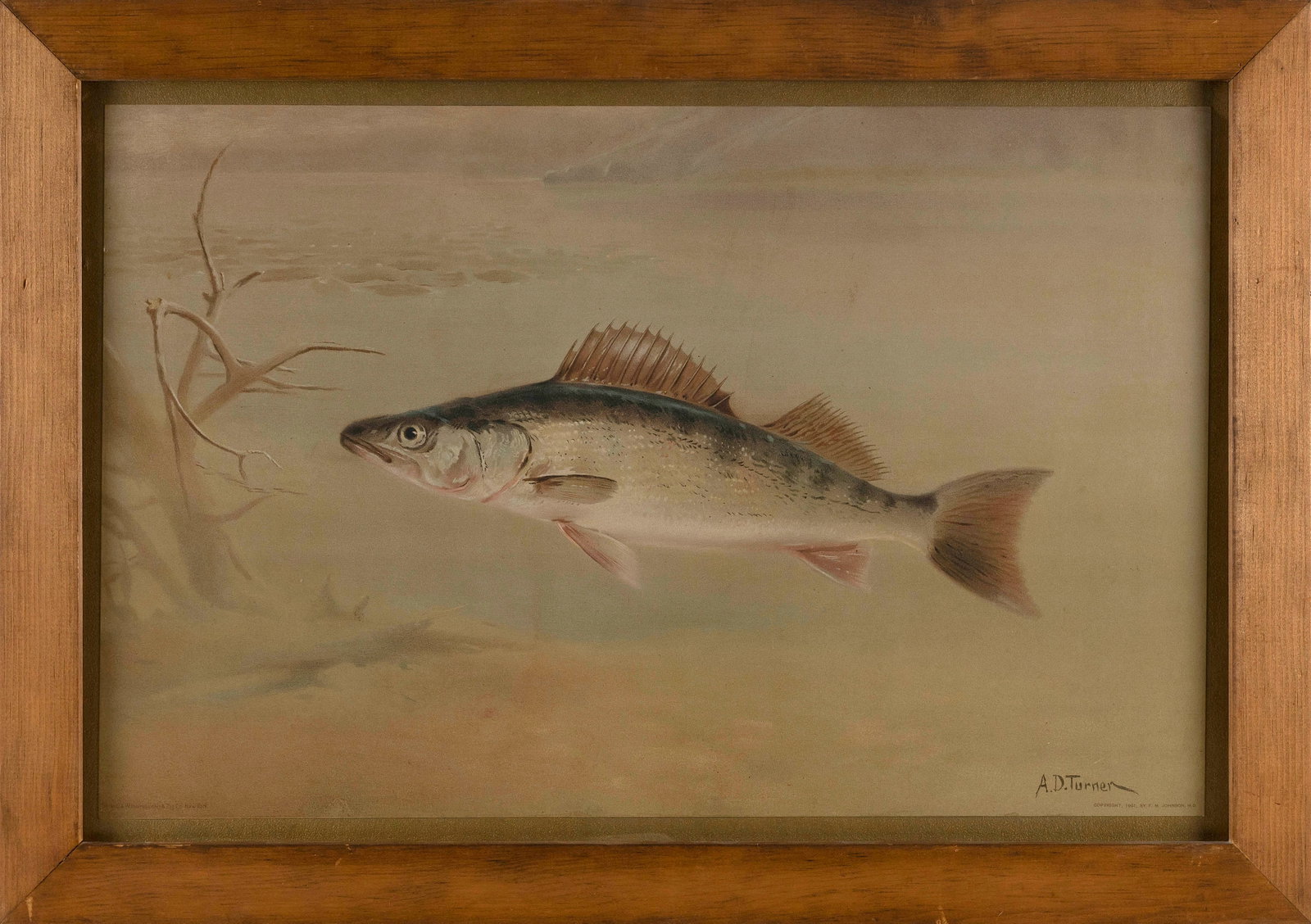 AFTER A.D. TURNER (England, Circa 1900), Trout., Chromolithograph, 17" x 27". Framed 23" x 33".: AFTER A.D. TURNER England, Circa 1900 Trout. Printed by F. Johnson, 1902. Signature in print lower right. Chromolithograph, 17" x 27". Framed 23" x 33".
