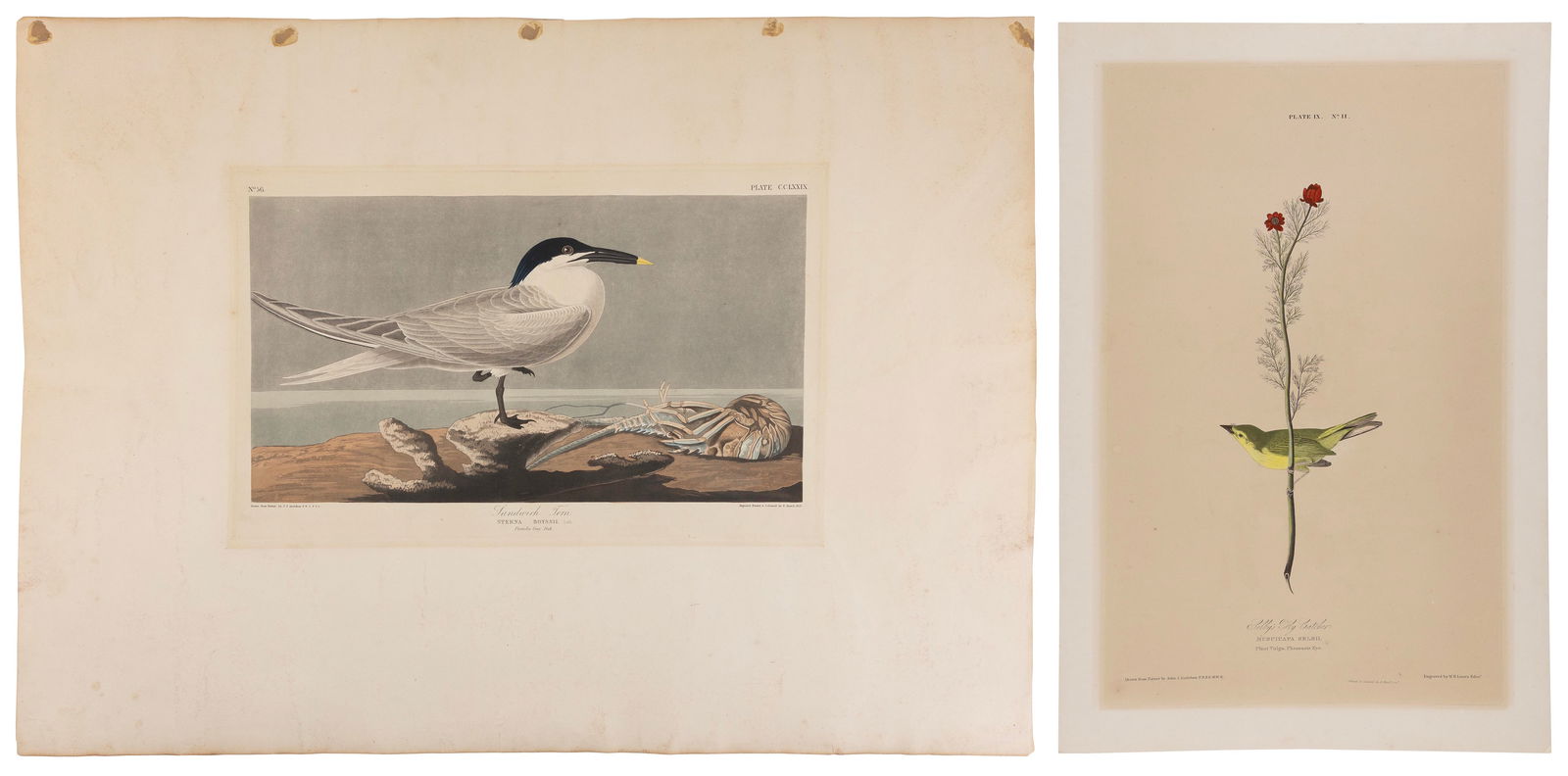 JOHN JAMES LAFOREST AUDUBON (New York/France, 1785-1851), "Sandwich Tern"., Hand-colored engraving (1 of 3)