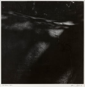 AARON SISKIND (Rhode Island/Illinois, 1903-1991), "Old Horse"., Silver print, image 14" x 14".