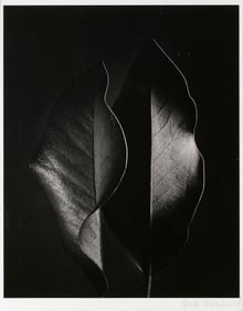 RUTH BERNHARD (New York/California/Germany, 1905-2006), "Two Leaves", 1952., Silver print, image