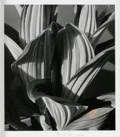IMOGEN CUNNINGHAM (California/Oregon, 1883-1976), "False Hellebore", 1926., Gelatin silver print,