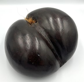RARE FULL COCO DE MER NUT SPECIMEN 20th Century Height 10". Width 11". Depth 6".