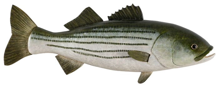 JUNE NOLL CARVING OF A STRIPED BASS Massachusetts, Contemporary Length 24".