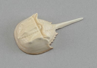 * BOBBY MARKS CARVED WHALEBONE HORSESHOE CRAB Massachusetts, Late 20th Century Length 1.5".