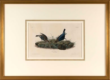 JOHN JAMES LAFOREST AUDUBON (New York/France, 1785-1851), "Cow Bunting", No. 20, Plate 99., Colored